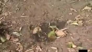 Asian female poops outdoors in Jade Evo series